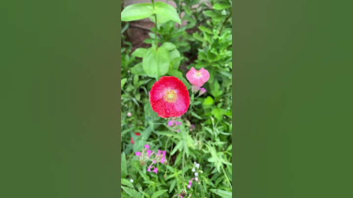 Wild Flower Garden:Iceland Poppy~ 冰岛罂粟花 多年生 不含罂粟碱可合法大量种植 - 天天要闻
