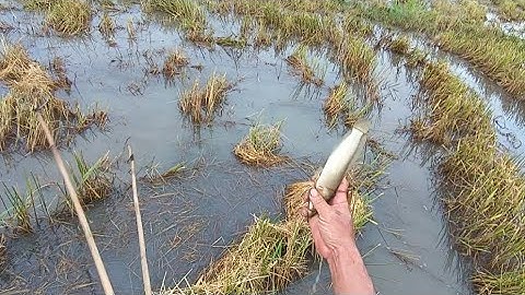 Cánh Đồng Mới Cắt Xong Đi Kích Cá Kiếm Cá Ăn @