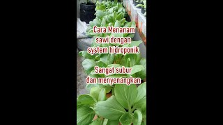 Cara Menanam Sawi Sistem Hidroponik, Subur dan Menyenangkan