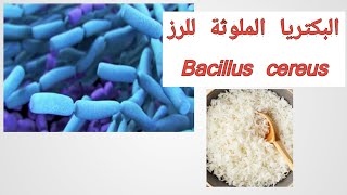 البكتريا الملوثة للرز | Bacillus cereus