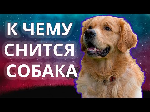 К чему снится собака? Во сне приснилась собака 😴 Сонник 😴 Толкование снов 😴