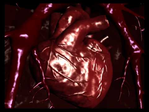 Human Heart 3D Animation Video - YouTube
