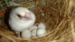 Finch and java colony breeding progress