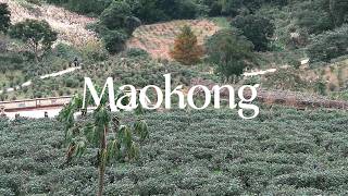 Travel vlog - 🇹🇼 Taiwan Vlog 2026 | A Quiet Day in Maokong / Hidden Mountain / First time Pudding / Solo travel .