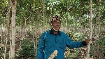 KISAH DILEM BUI SUPIRMAN AS