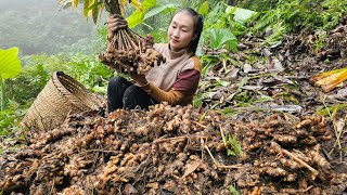 Harvesting 40 kg of ginger goes to market sell  Make food for pigs | Ly Thi Tam