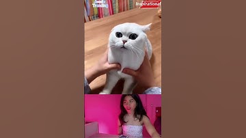 Most Satisfying Funny Cat Video 😂 #reaction #viral