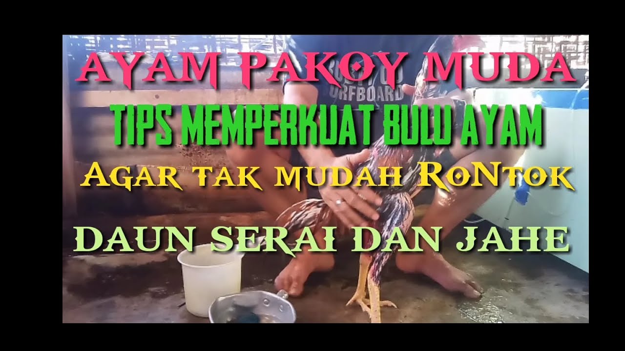 Ayam bulu rontok solusix daun serai dan jahe - YouTube