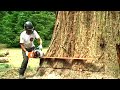 Extremely Fastest Cutting Big Tree Chainsaw Machines, Best Excellent High Skill Worker Felling Tree