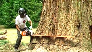 Extremely Fastest Cutting Big Tree Chainsaw Machines, Best Excellent High Skill Worker Felling Tree