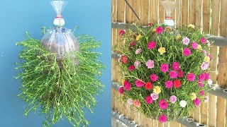 Ideas to recycle plastic bottles to make a beautiful automatic watering hanging garden
