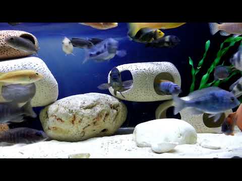    حوض أسماك السيكلد الإفريقي موبونا هابس بيكوك