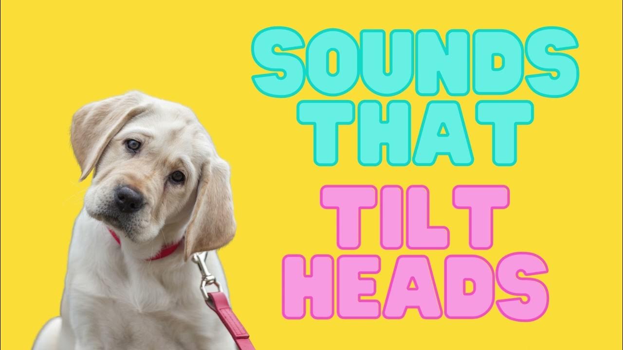 Noises That Make Dogs Tilt Their Heads Sounds That Will Make Your Dog Tilt Their Head! | Dog Sounds For Funny