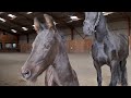 Full speed through the arena. Faya and Sanne become friends. Friesian Horses