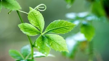 Công dụng đặc biệt của Giảo cổ lam | VIETMEC