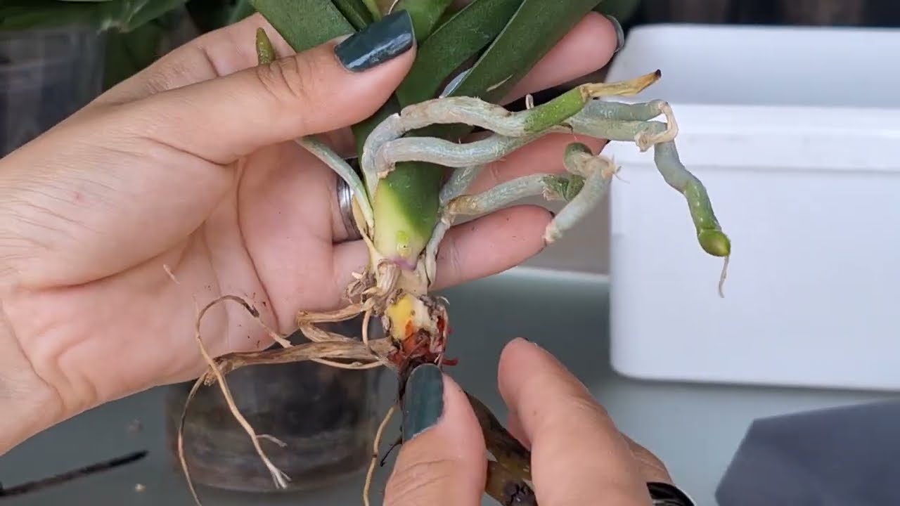 Köksüz Phalaenops'in saksı değişimi