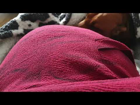 Breech baby responds to moxibustion therapy..