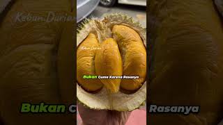 Why premium durian is expensive #durian #shorts #fruit #durianorchard #musangking Why premium durian is expensive #durian #shorts #fruit #durianorchard #musangking