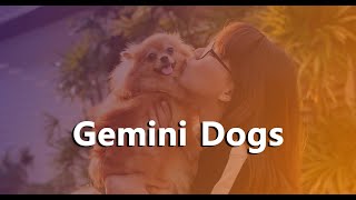 Gemini Dogs-The Best Dog Breeds For All 12 Horoscope Signs