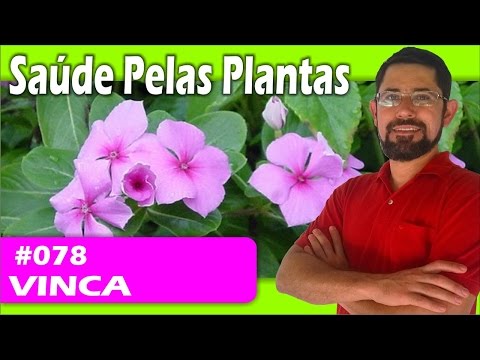 Vídeo: Pervinca (erva) - Propriedades úteis E Usos De Flores De Pervinca, Pervinca Rosa E Pervinca