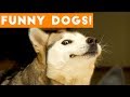 Ultimate FUNNY DOG Compilation   Cute Pets 2017