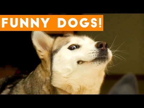 ultimate-funny-dog-compilation-|-cute-pets-2017