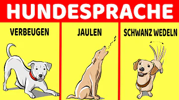 Können Hunde verstehen was man sagt?