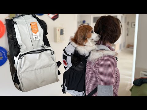 テラはもちろん、ピコも入れました！K9 Sport Sack調整したりの週 [だいたい週刊LOG] [Week 16 of 2024] コイケルホンディエのテラとトーラーのピコとの暮らし