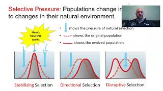 Patterns of Evolution