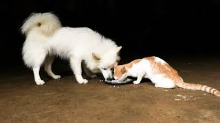 Dog and cat eating food from same plate 🐶🐱 by GBC Cats 257 views 1 year ago 32 seconds