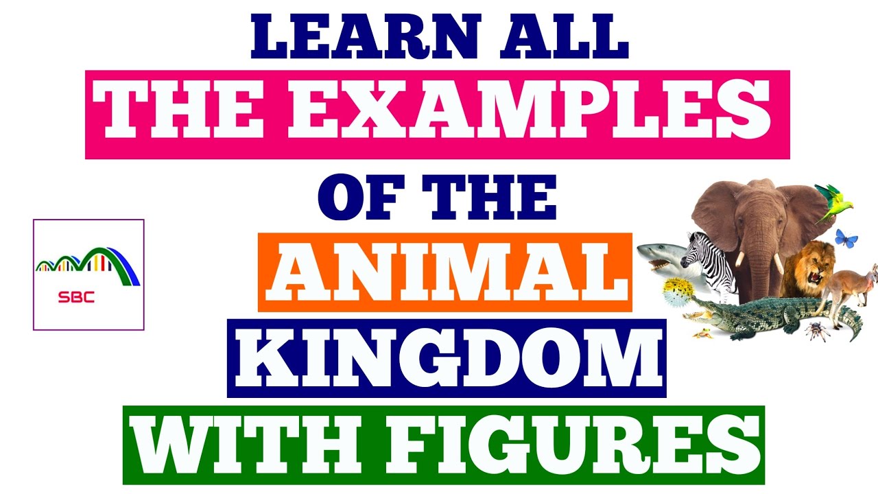 Tricks To Learn Examples Of Animal Kingdom for NEET / AIIMS 2020