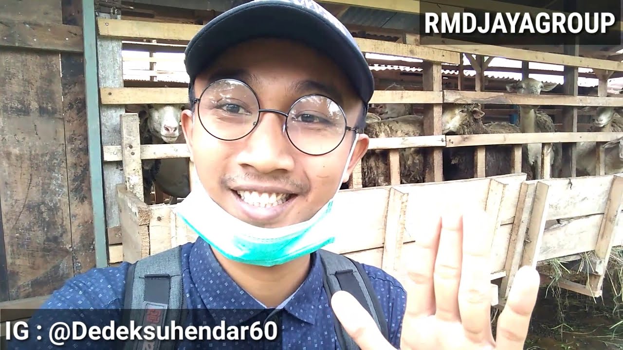 KAMBING CEPAT GEMUK DAN SEHAT DENGAN CARA INI !! - Pemberian Pakan