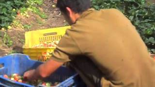 Cultivo de Fresas en Niquitao / Trujillo / Venezuela