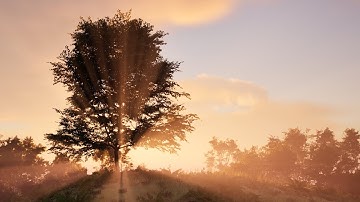 Beautiful Forest Scene (Unreal Engine 5)