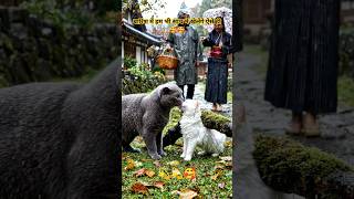 cat love🥰🥰/#catworld /#trendingstory