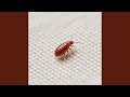 Bedbug in Mattress