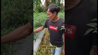 Mamarina Munyin #fyp #cabekeriting #berkebun #cabehijau #cabemerahkeriting #shorts #trending #reels