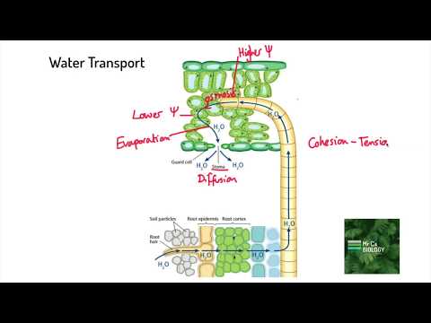 Video: Transpiration cohesion tension mechanism yog dab tsi?