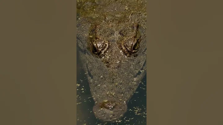 What The Drug Krokodil Is Like! #shorts