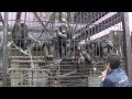 Phoenix zoo  Chimpanzee　宮崎市　フェニックス自然動物園 道具を使うチンパンジー