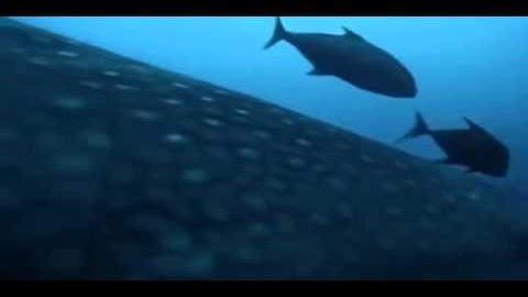 Ocean Predators  Documentary on Predator and Prey in the Ocean