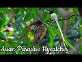 Asian Paradise Flycatcher Nesting | Bortir Bill Birding | Part 3 |  বর্তির বিল | Forest Birds Call
