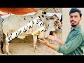 Mandi first purchasing mandi mehngi ho gai bhaiwalbakramandi cows eidaladha2023