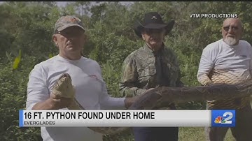 16-foot python found under home in Everglades