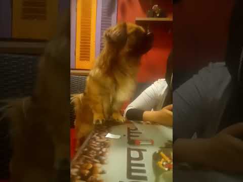 الكلب بندق الاسد الصغير