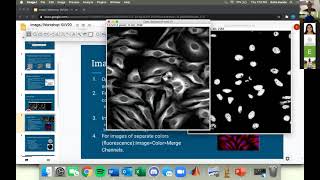 BMES   Image Overlay in ImageJ