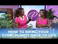 Plant Expert Shares Tips To Revive Any Plant &amp; Warning Signs To Look Out For