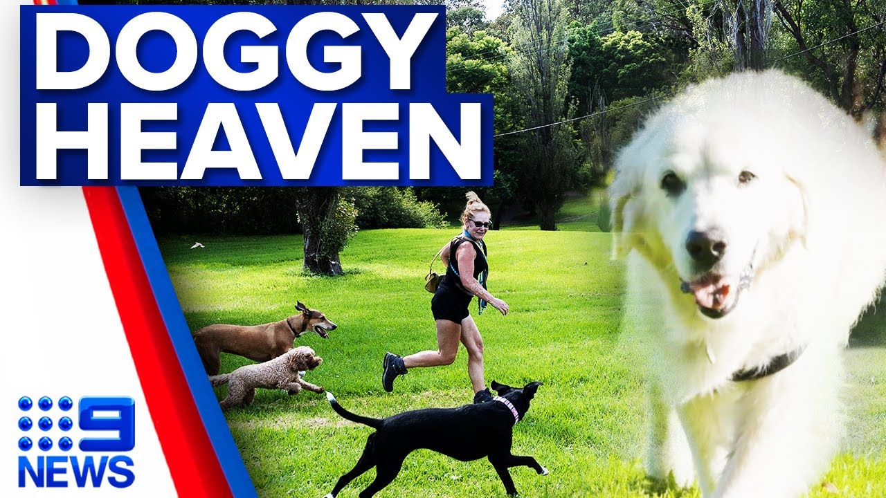 One of the largest dog parks opens in Sydney | 9 News Australia