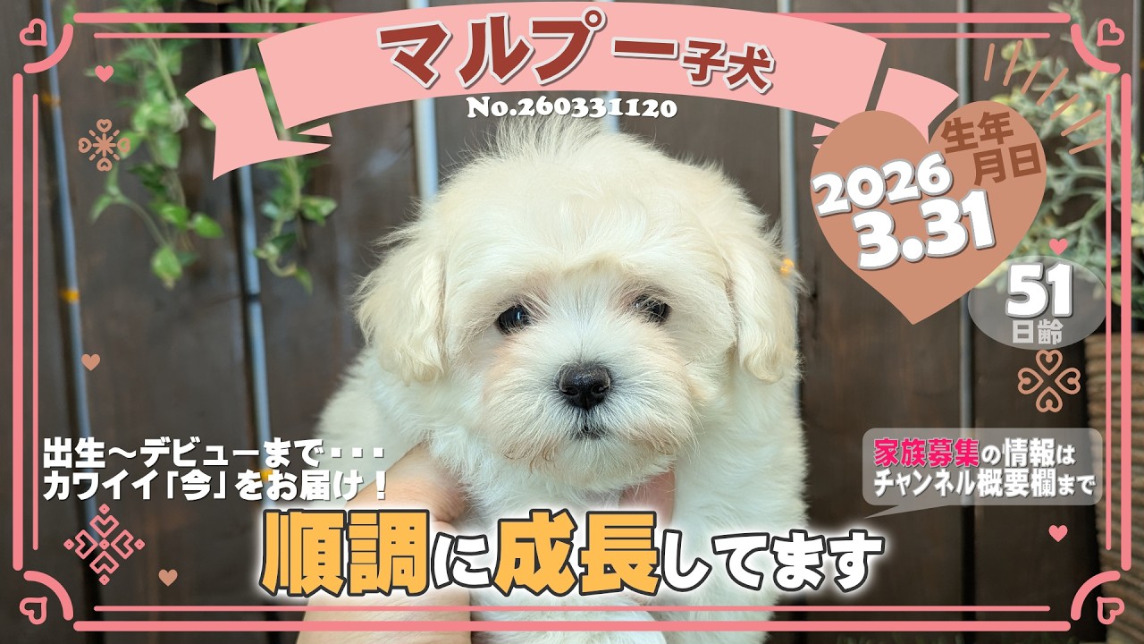 Kishy マルプー マルプー子犬｜2026.3.31生（51日齢）②｜ホワイト｜女の子｜滋賀県