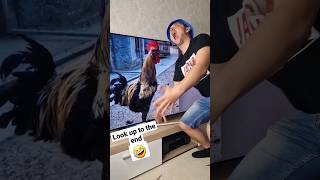 rooster cries 🤣 #shorts #funny #memes Resimi